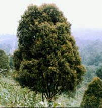 clove tree
