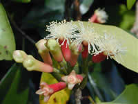 cloves