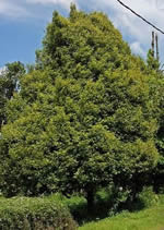 nutmeg tree