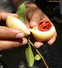 nutmeg
