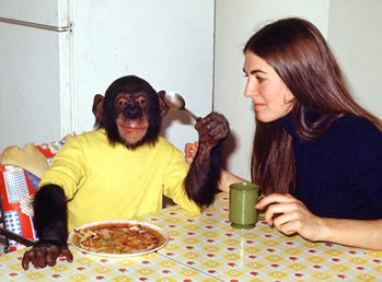 Nim Chimpsky with trainer Stephanie LaFarge