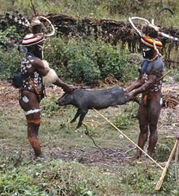 Papua New Guinea pig being prepaired for feast
