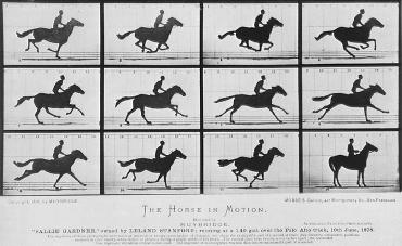 Muybridge serial photos of trotting horse