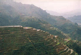 Rice Terraces carved into a mountain side in Banaue, The Philippines
