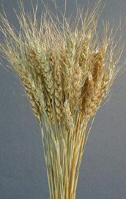 Bunch of wheat stalks