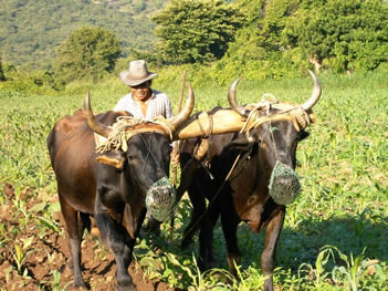 farmer plowing field with oxen