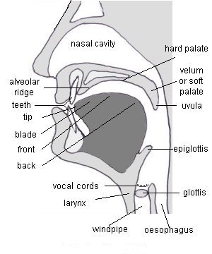 Diagram of parts of body involved in producing speech sounds
