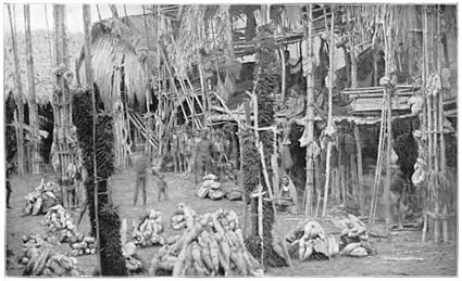 Yams piled for a feast in a New Guinea village. Old black and white photo