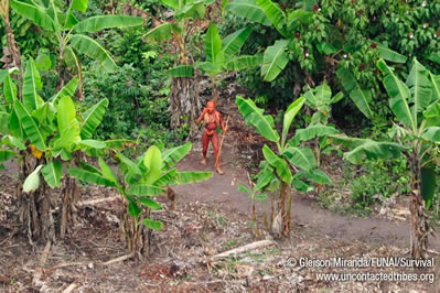 Areal picture of an uncontacted indigenous person in the Amazon