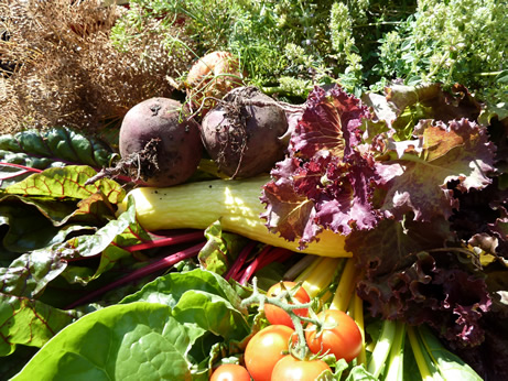 Pile of veggies picture taken outdoors